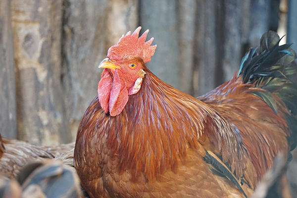 鸡传染性贫血与J亚群禽白血病混合发病的诊治