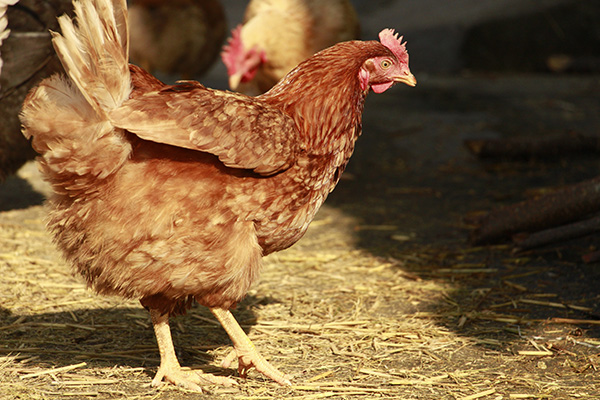规模化养殖中鸡关节型滑液囊支原体感染的诊治