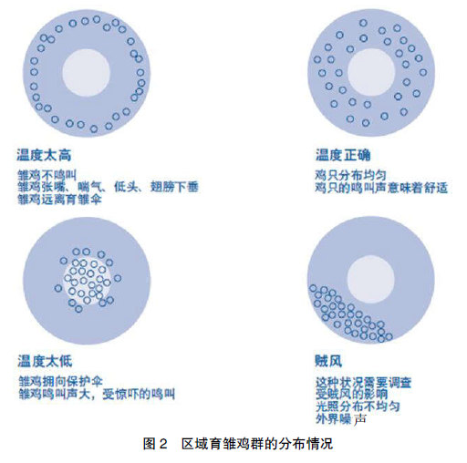 如何正确评估育雏温度