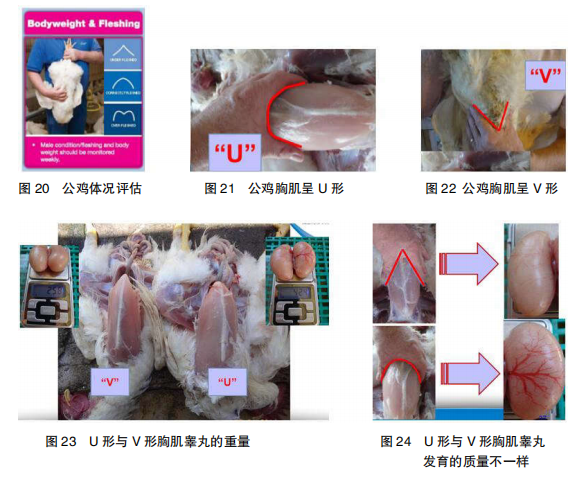 现代肉种鸡产蛋高峰后管理的关键