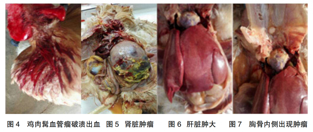 鸡癌症图片大全图片