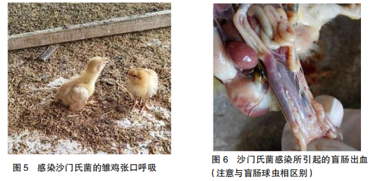 接种球虫病疫苗的鸡群育雏阶段如何正确使用药物