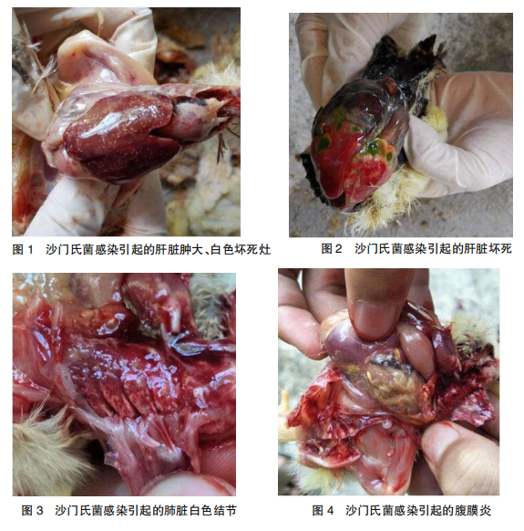 接种球虫病疫苗的鸡群育雏阶段如何正确使用药物