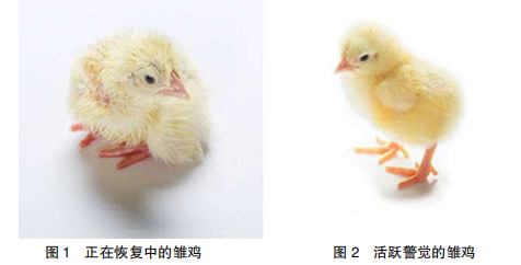 现代肉种鸡孵化管理中应关注的重点
