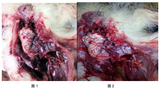 1例鹅痛风的临床治疗
