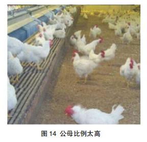 现代肉种鸡产蛋高峰后管理的关键