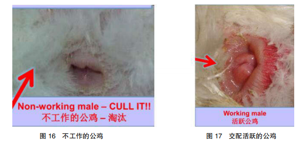 现代肉种鸡产蛋高峰后管理的关键