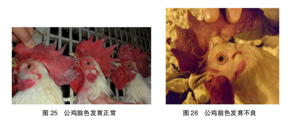 现代肉种鸡产蛋高峰后管理的关键