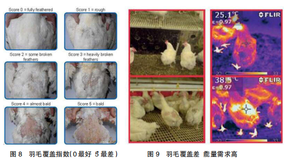 现代肉种鸡产蛋高峰后管理的关键