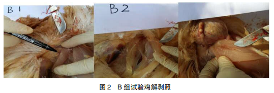 禽流感疫苗注射剂量及部位的差异观察肉鸡中残留物情况分析