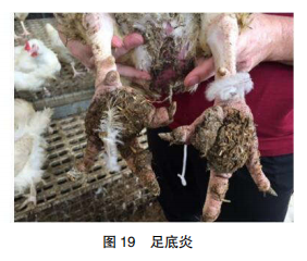 现代肉种鸡产蛋高峰后管理的关键