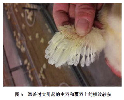 如何正确评估育雏温度