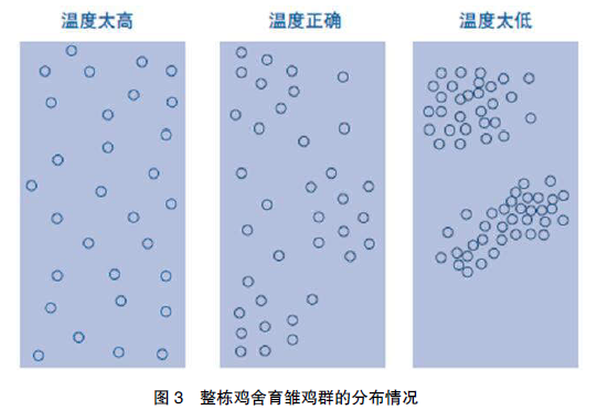 如何正确评估育雏温度