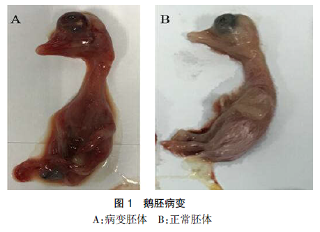 广东地区小鹅瘟病毒分离鉴定及全基因序列的测定分析