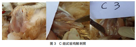 禽流感疫苗注射剂量及部位的差异观察肉鸡中残留物情况分析