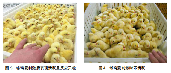 现代肉种鸡孵化管理中应关注的重点