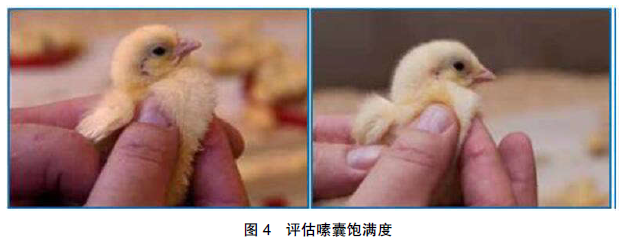 如何正确评估育雏温度