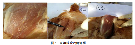 禽流感疫苗注射剂量及部位的差异观察肉鸡中残留物情况分析