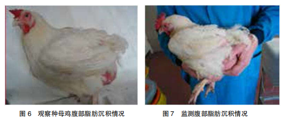 现代肉种鸡产蛋高峰后管理的关键