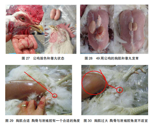 现代肉种鸡产蛋高峰后管理的关键