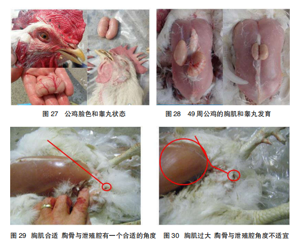 公鸡睾丸位置图片