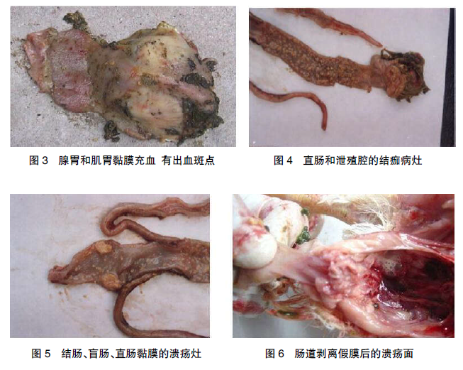 鹅副粘病毒解剖图片图片