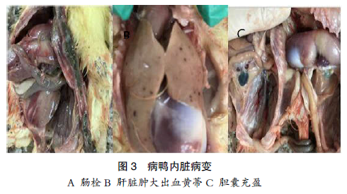 广东地区小鹅瘟病毒分离鉴定及全基因序列的测定分析