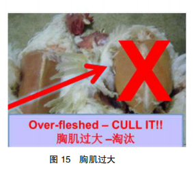 现代肉种鸡产蛋高峰后管理的关键