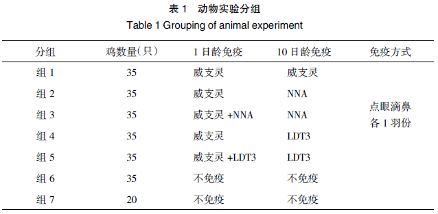 鸡传染性支气管炎弱毒疫苗 NNA 对黄鸡的免疫保护效力评估