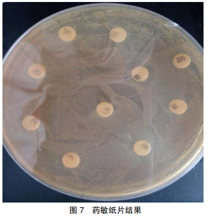 3 例禽霍乱临床诊断