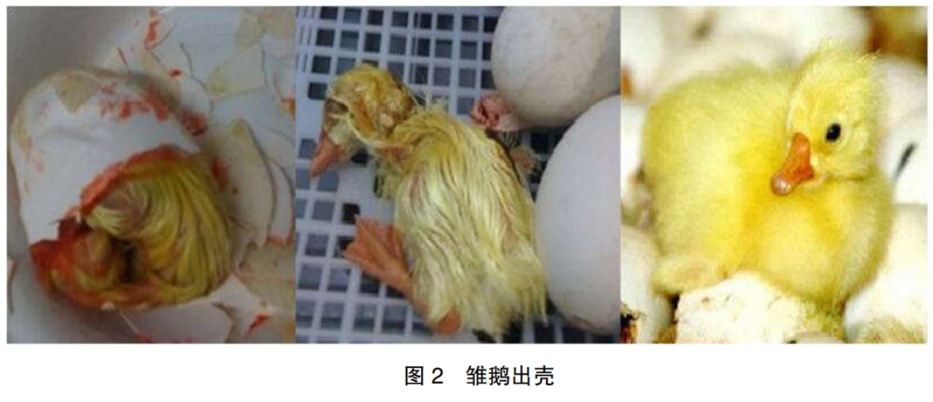 鹅种蛋孵化效果的检查