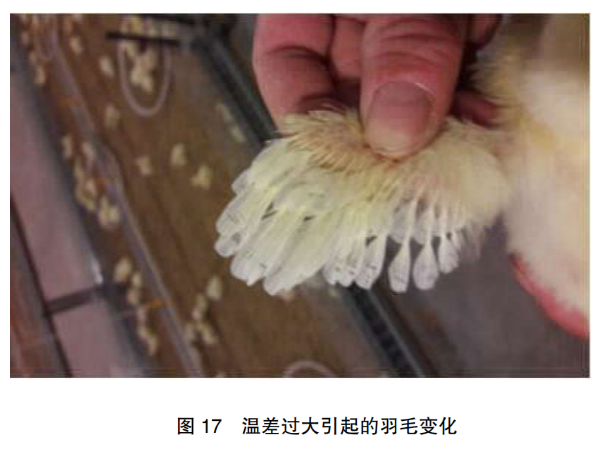 现代肉种鸡育雏实际操作方法(二)