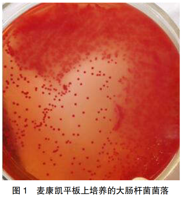 平板划线法大肠杆菌图片