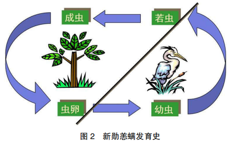 放养肉鸡新勋恙螨病及其防控技术