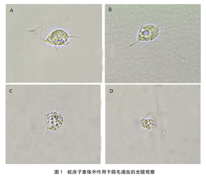 鸽子毛滴虫显微镜图片图片