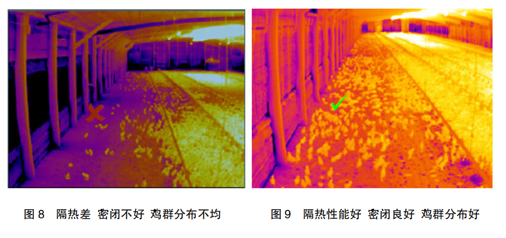 现代肉种鸡育雏实际操作方法(一)