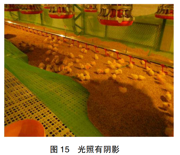 现代肉种鸡育雏实际操作方法(二)