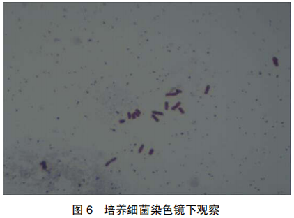 3 例禽霍乱临床诊断