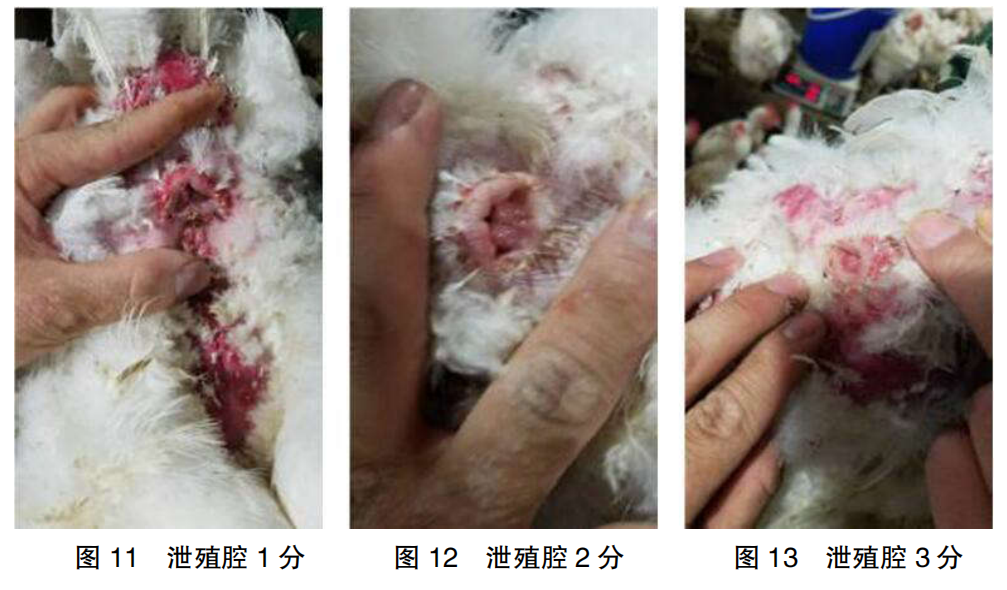 现代肉种鸡群体况的评估
