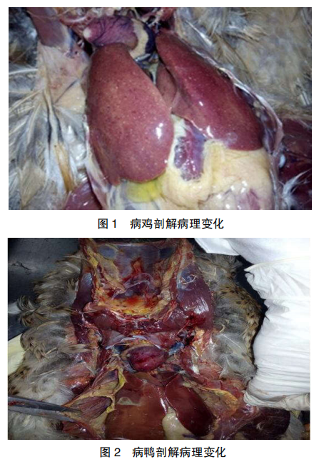 3 例禽霍乱临床诊断