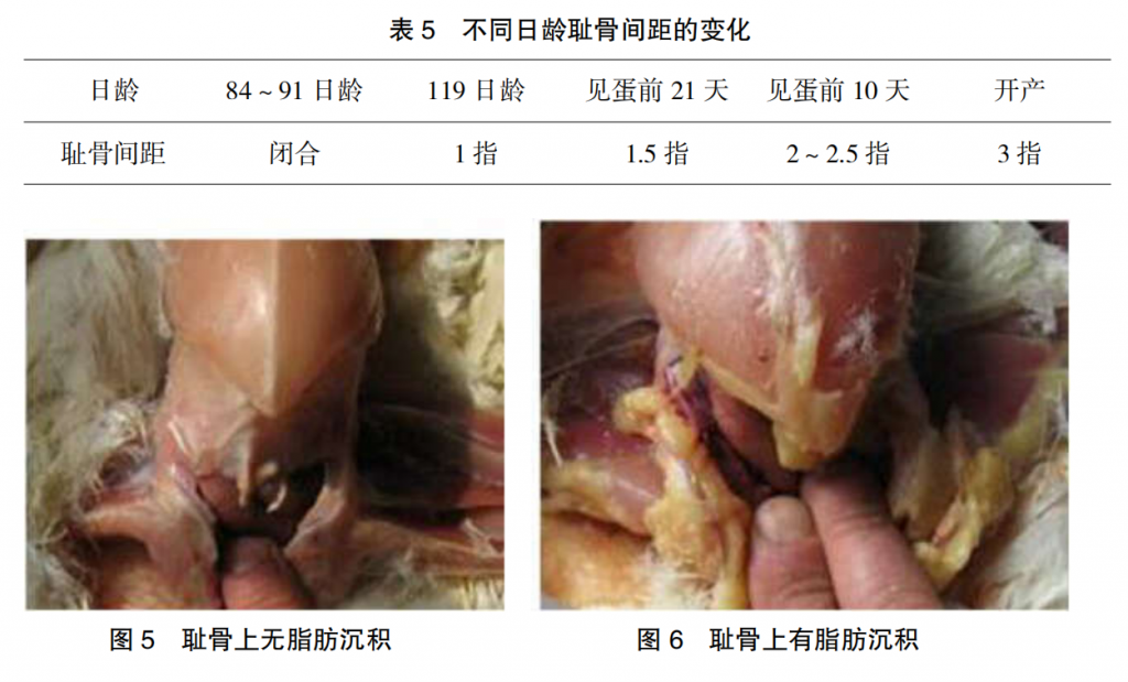 现代肉种鸡群体况的评估