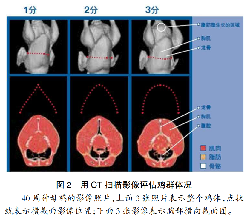 现代肉种鸡群体况的评估