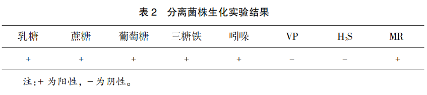 山东滨州鸡大肠杆菌分离鉴定及耐药性分析