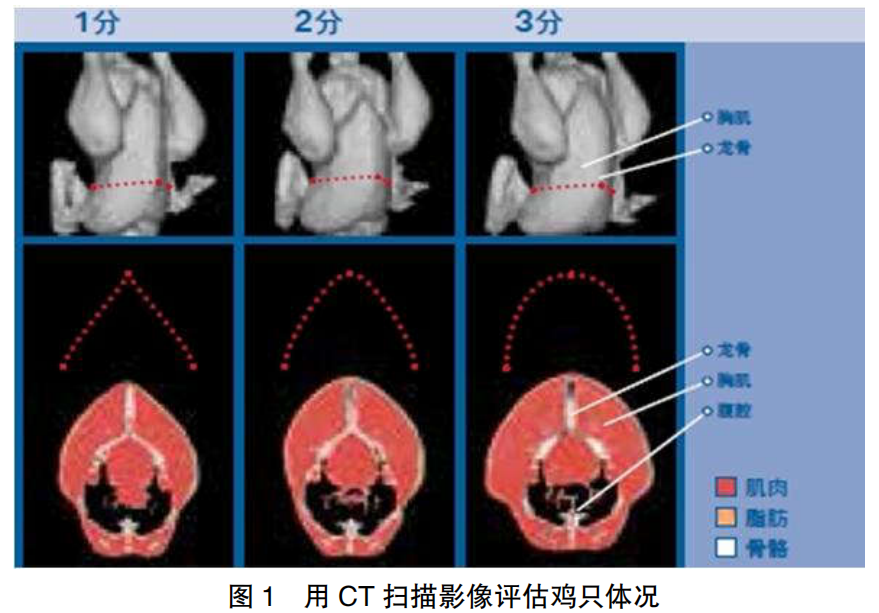 现代肉种鸡群体况的评估