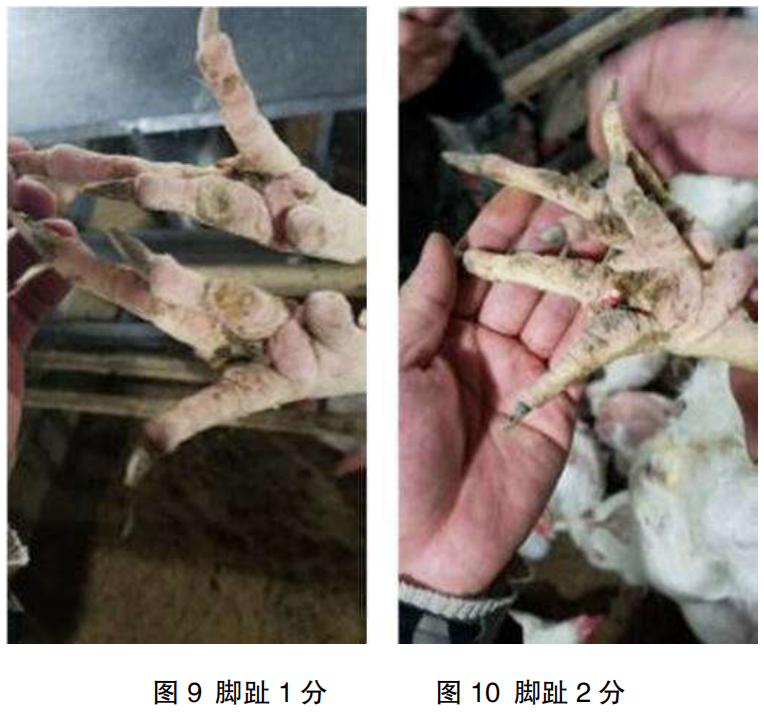 现代肉种鸡群体况的评估