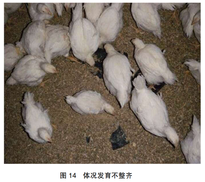 现代肉种鸡群体况的评估