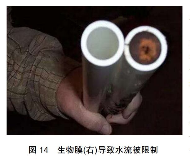 现代肉种鸡育雏实际操作方法(二)