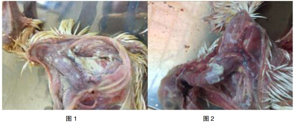 肉鸽念珠菌病的诊治