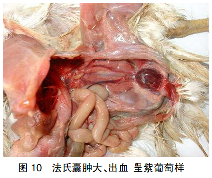 鸡法氏囊位置图片