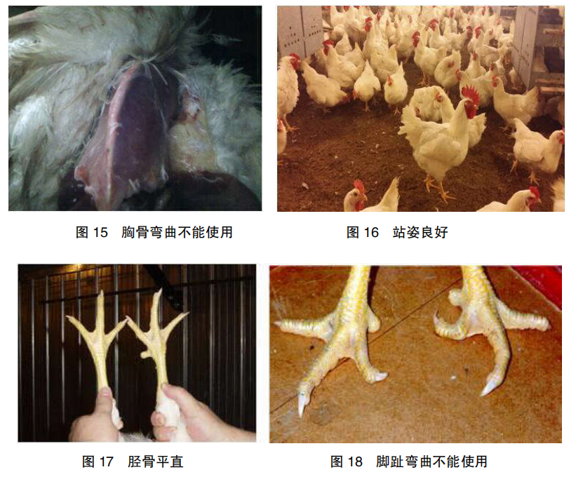 现代肉种公鸡40周后的管理重点
